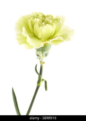 Nelkenblumen aus Equador, in ungewöhnlichen Farben Stockfoto