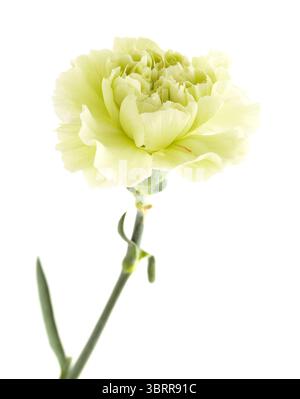 Nelkenblumen aus Equador, in ungewöhnlichen Farben Stockfoto