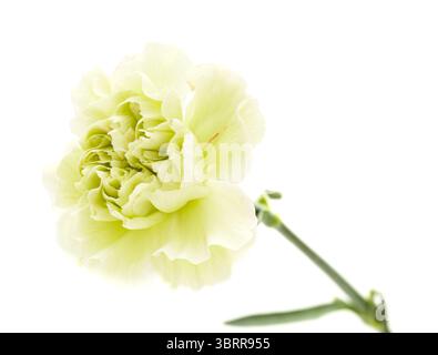 Nelkenblumen aus Equador, in ungewöhnlichen Farben Stockfoto