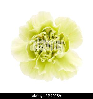 Nelkenblumen aus Equador, in ungewöhnlichen Farben Stockfoto