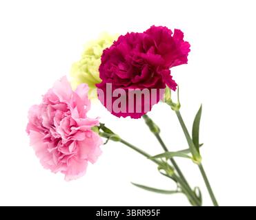 Nelkenblumen aus Equador, in ungewöhnlichen Farben Stockfoto