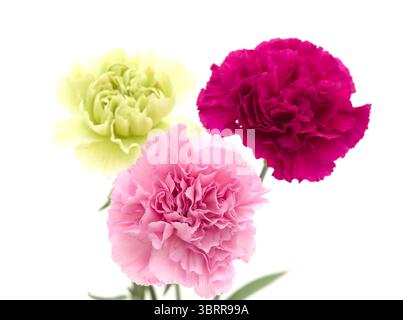 Nelkenblumen aus Equador, in ungewöhnlichen Farben Stockfoto