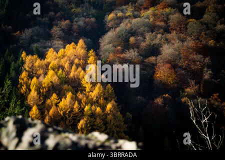 Inmitten eines dunklen Herbstwaldes erhebt sich eine lebhafte Ansammlung goldener Lärchen mit einer Mischung aus Laub- und Nadelbäumen in verschiedenen Farben. Stockfoto