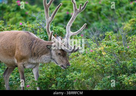 Rotwild-Hirsch weiden in Coastal Meadow, Vejers Strand Stockfoto