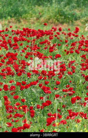 Leuchtend roter Mohn blüht an einem schönen Frühlingstag in einem üppig grünen Grasfeld unter der warmen Sonne Stockfoto