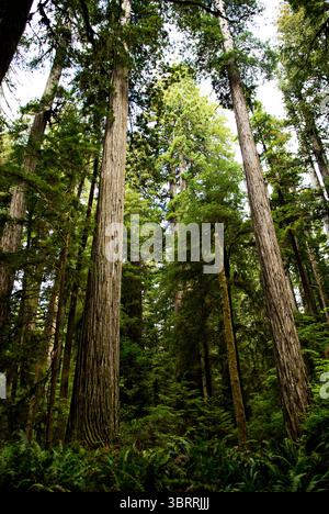 Riesige Mammutbäume im Redwood National Park, Kalifornien. Stockfoto