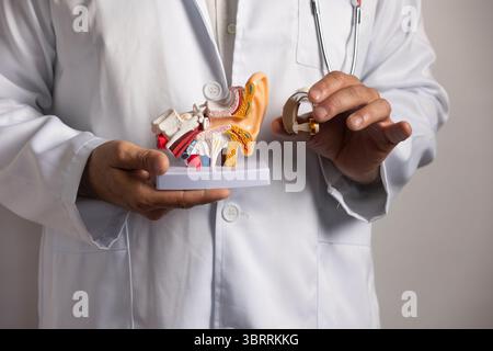 Arzt zeigt anatomisches Modell von Innenohr und Hörgerät, erklärt die Behandlung von Hörverlust Stockfoto