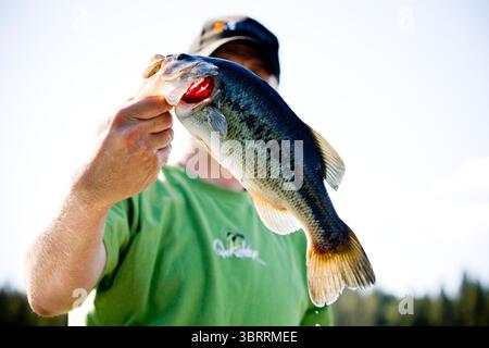 Ein Mann hält einen kleinen Mundbarsch vor seinem Gesicht am Hayeden Lake. Stockfoto