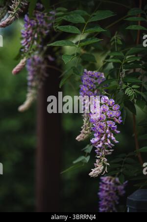 Nahaufnahme von violetten Blüten, die im Sommer auf Glyzinien blühen. Stockfoto