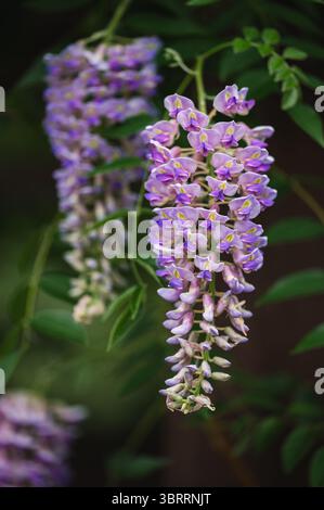 Nahaufnahme von violetten Blüten, die im Sommer auf Glyzinien blühen. Stockfoto