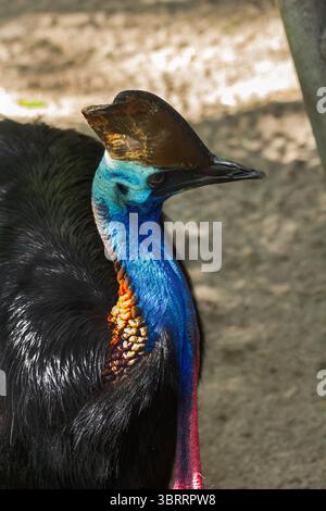 Nahaufnahme Porträt eines Cassowary. Seltener Dinosaurier-ähnlicher Vogel aus Australien und Neuguinea | weltweit gefährlichster und farbenfroher flugunfähiger Vogel. AUS Stockfoto