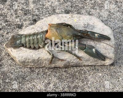 Ein amerikanischer Signalkrebse (Pacifastacus leniusculus), der in einem Fluss an der walisischen Grenze, dem Hindwell Brook, gefunden wurde. Diese invasive Kreatur trägt ein Virus, das die einheimischen englischen Spezies bedroht. Sie ist an den weißen Flecken an den Klauen zu erkennen Stockfoto