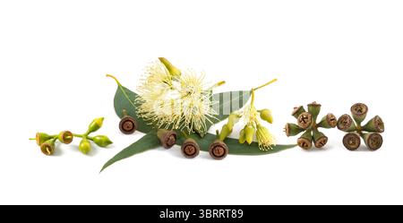 Eukalyptusblätter mit Blüten und Samen isoliert auf weiß Stockfoto