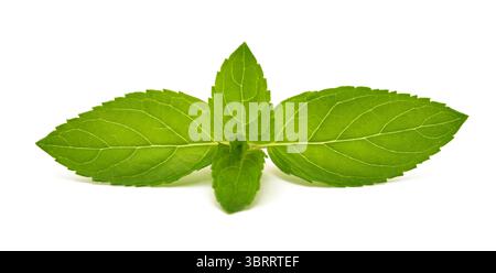 Frische Minze isoliert auf weißem Hintergrund Stockfoto