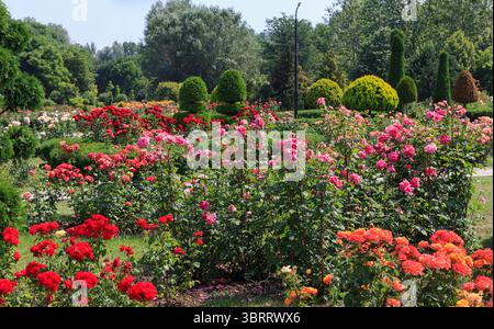 Ein lebendiger, schöner Garten voller blühender Rosen in verschiedenen Farben, umgeben von üppigem grünem Gras und ordentlich geschnittenen Hecken Stockfoto