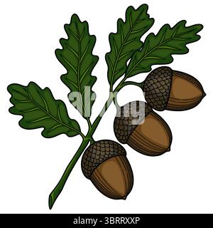 Eine detaillierte Vektor-Illustration von drei Eicheln auf einem Eichenzweig mit Blättern, die eine lebhafte grüne und braune Farbpalette zeigt, perfekt für den Herbst Stock Vektor