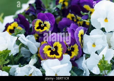 Viola odorata Schönheit lila und weißes Feld blühender Sommerblumen Stockfoto