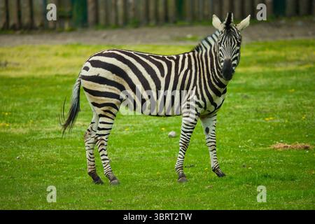 Ein lebendiges Zebra steht in einem grasbewachsenen Gehäuse und blickt direkt auf die Kamera mit ihren markanten schwarz-weißen Streifen. Stockfoto