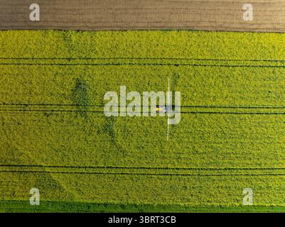 Aus der Vogelperspektive eines Traktors, der ein hellgelbes Feld sprüht, bildet einen auffälligen Kontrast zu den umliegenden Feldern in Wittenheim, Grand Est, Frankreich. Stockfoto