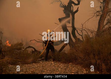 19. September 2020, Valyermo, Kalifornien, USA: Ein Feuerwehrmann zündet einen Joshua-Baum an. Das Bobcat-Feuer brach durch den Wüstenboden von Valyermo, Kalifornien, ein, nachdem die Winde aufstiegen. (Bild: © Allison Dinner/ZUMA Wire) Stockfoto