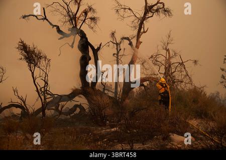 19. September 2020, Valyermo, Kalifornien, USA: Ein Feuerwehrmann löscht ein Feuer auf einen Joshua-Baum. Das Bobcat-Feuer brach durch den Wüstenboden von Valyermo, Kalifornien, ein, nachdem die Winde aufstiegen. (Bild: © Allison Dinner/ZUMA Wire) Stockfoto