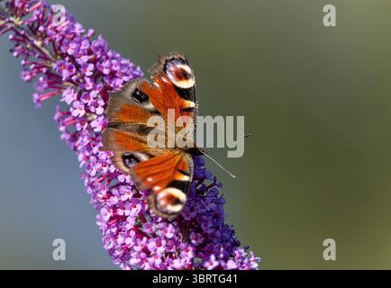 Tagpfauenauge wiss: Aglais io saugt Nektar auf einem Blütenstand des gemeinen Flieders Syringa vulgaris Tagpfauenauge wiss: Aglais ioauf einem Blütenstand des gemeinen Flieders *** Pfauenfalter wiss Aglais io saugen Nektar auf einer Blütenstand des gemeinen Flieders Syringa vulgaris Pfauenfalter wiss Aglais io auf einer Blütenstand des gemeinen Flieders Stockfoto