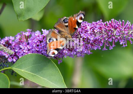 Tagpfauenauge wiss: Aglais io saugt Nektar auf einem Blütenstand des gemeinen Flieders Syringa vulgaris Tagpfauenauge wiss: Aglais ioauf einem Blütenstand des gemeinen Flieders *** Pfauenfalter wiss Aglais io saugen Nektar auf einer Blütenstand des gemeinen Flieders Syringa vulgaris Pfauenfalter wiss Aglais io auf einer Blütenstand des gemeinen Flieders Stockfoto