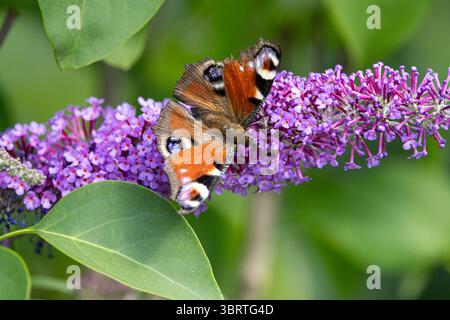 Tagpfauenauge wiss: Aglais io saugt Nektar auf einem Blütenstand des gemeinen Flieders Syringa vulgaris Tagpfauenauge wiss: Aglais ioauf einem Blütenstand des gemeinen Flieders *** Pfauenfalter wiss Aglais io saugen Nektar auf einer Blütenstand des gemeinen Flieders Syringa vulgaris Pfauenfalter wiss Aglais io auf einer Blütenstand des gemeinen Flieders Stockfoto