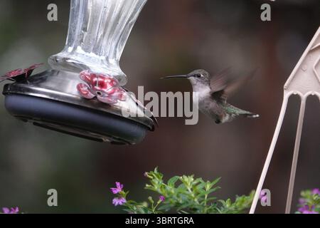 30. August 2020, Memphis, Tennessee, USA: Ein Vogel hält während der Kolibri-Wanderung am 30. August 2020 durch die südlichen bundesstaaten in der Nähe des Mississippi River Flyway in Tennessee. (Kreditbild: © Karen Focht/ZUMA Wire) Stockfoto