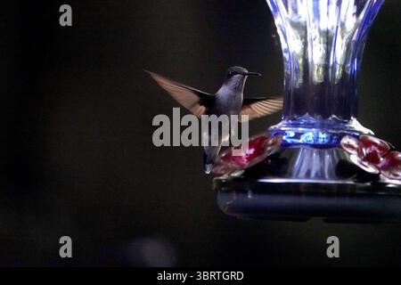 21. September 2020, Memphis, Tennessee, USA: Ein Vogel hält während der Kolibri-Wanderung am 30. August 2020 durch die südstaaten in der Nähe des Mississippi River Flyway in Tennessee. Leuchtend farbige Blüten, die röhrenförmig sind, halten den meisten Nektar und sind besonders für Kolibris attraktiv. Zutaten.raffinierter Weißzucker, Wasser, Hinweise zur Herstellung von Kolibri-Futter:, 1 Teil Zucker mit 4 Teilen Wasser mischen (z. B. 1 Tasse Zucker mit 4 Tassen Wasser), bis der Zucker gelöst ist (Bild: © Karen Focht/ZUMA Wire) Stockfoto