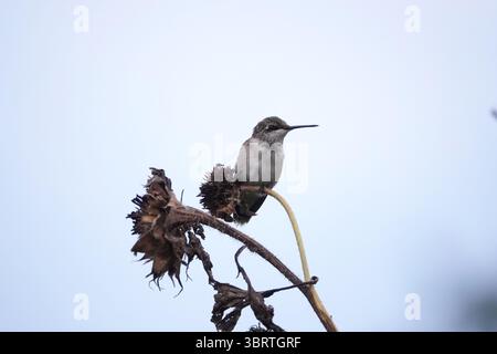 1. September 2020, Memphis, Tennessee, USA: Ein Vogel hält während der Kolibri-Migration am 30. August 2020 durch die südlichen bundesstaaten in der Nähe des Mississippi River Flyway in Tennessee. (Kreditbild: © Karen Focht/ZUMA Wire) Stockfoto