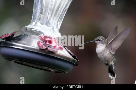 30. August 2020, Memphis, Tennessee, USA: Ein Vogel hält während der Kolibri-Wanderung am 30. August 2020 durch die südlichen bundesstaaten in der Nähe des Mississippi River Flyway in Tennessee. (Kreditbild: © Karen Focht/ZUMA Wire) Stockfoto