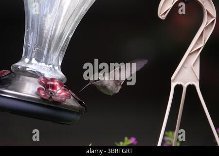 30. August 2020, Memphis, Tennessee, USA: Ein Vogel hält während der Kolibri-Wanderung am 30. August 2020 durch die südlichen bundesstaaten in der Nähe des Mississippi River Flyway in Tennessee. (Kreditbild: © Karen Focht/ZUMA Wire) Stockfoto