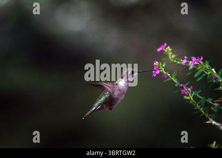 30. August 2020, Memphis, Tennessee, USA: Ein Vogel hält während der Kolibri-Wanderung am 30. August 2020 durch die südlichen bundesstaaten in der Nähe des Mississippi River Flyway in Tennessee. (Kreditbild: © Karen Focht/ZUMA Wire) Stockfoto