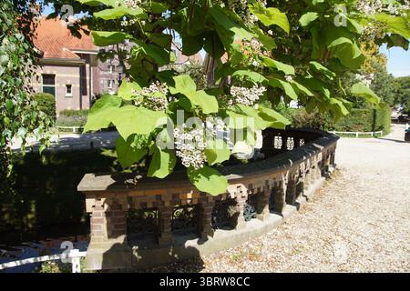 Blühende südliche Katalpa, Zigarren, indische Bohnen, Catalpa bignonioides im Park Snouck van Loosenpark in der niederländischen Stadt Enkhuizen. Juli, Stockfoto