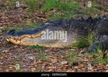 Großer amerikanischer Alligator, der im Gras schläft Stockfoto
