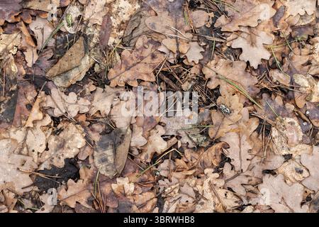 Herbstliche Eichenblätter in verschiedenen Braun- und Gelbtönen verstreuen sich über einen Waldboden und präsentieren die Schönheit des saisonalen Wandels und des natürlichen Texu Stockfoto