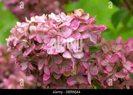 Detaillierte Ansicht von getrockneten rosa Hortensie-Blüten, die ihre zarten Texturen und Erdtöne vor einem verschwommenen natürlichen Hintergrund zeigen Stockfoto