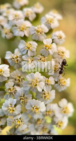 Schafgarbe Pflanze weiße Blumen Makrofotografie Stockfoto