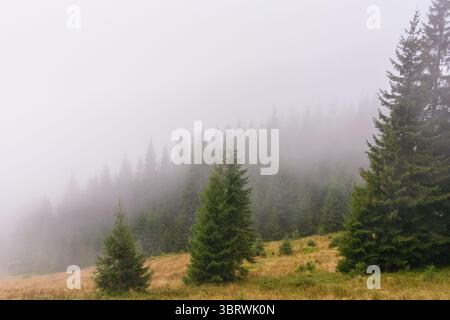 Nadelwald im Nebel. Naturhintergrund am kalten Herbstmorgen. Verzauberte Landschaft der karpaten in der Herbstsaison mit bewölktem Himmel Stockfoto