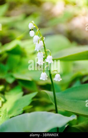 Lily aus dem Tal. Frühlingsblumen blühen im Garten. Hintergrund der Natur mit blumen Stockfoto