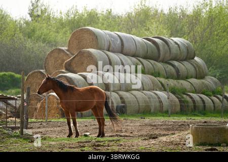 Ländliches Ungarn, braunes Pferd hinter elektrischem Zaun mit riesigen Heuballen Stockfoto