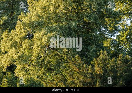 Blühende Linden (Tilia), Wetter an der Ruhr, Nordrhein-Westfalen, Deutschland. Bluehende Linden (Tilia), Wetter an der Ruhr, Nordrhein-Wes Stockfoto