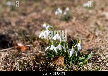 Zarte Schneeglöckchen tauchen aus braunem Gras unter hellem Sonnenlicht in einer üppigen Gartenumgebung auf. Stockfoto