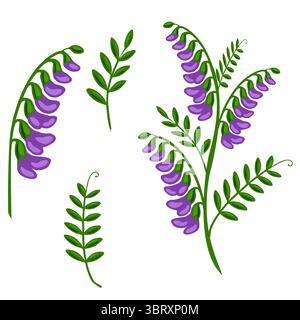 Eine bezaubernde Vektor-Illustration von getufteten Wicken, die verschiedene Elemente wie einzelne Blumen, Blätter und einen voll blühenden Stamm zeigt, alles in lebendigem Glanz Stock Vektor