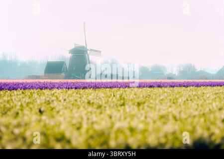 Windmühle mit Narzissen-Feld in den Niederlanden Stockfoto