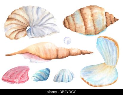 Ein Bündel von Muscheln in Aquarellen, nautilus, spiralförmige Muscheln, Perlmutt. Meeresbewohner Clipart. Handgezeichnete Illustrationen für Postkarten, Plakate, Stockfoto