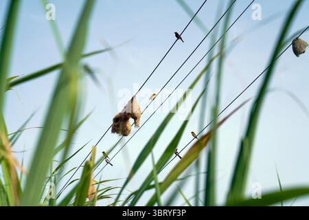 Baya Weber Vogel bauen Nest auf Stromkabel auf dem Zuckerrohrfeld. Stockfoto