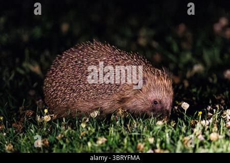 Europäischer Igel, Erinaceus europaeus ein nächtliches Säugetier. East Sussex, Großbritannien Stockfoto