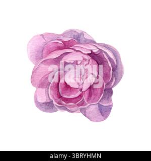Aquarellfarbe des rosa Pfingstrosenkopfes. Handgemalte Sommerblume auf weißem Hintergrund. Gut für Postkarten, Einladungen, Grußkarten. Stockfoto